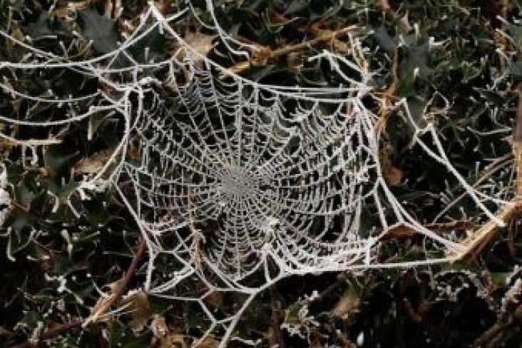 Spiderweb photo