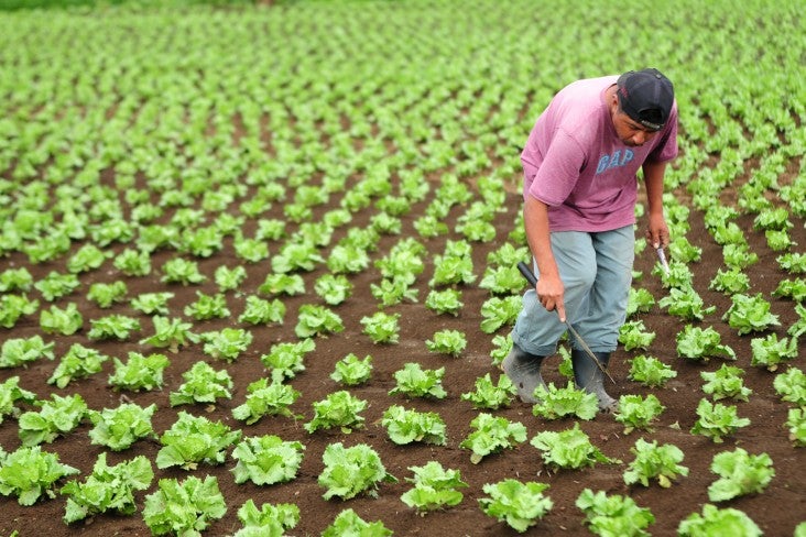 A farm worker cleans lettuce crops, in Chimaltenango, Guatemala