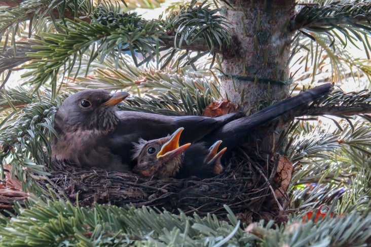 baby blackbirds in a nest