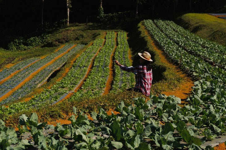 Person in a field of cruciferous vegetables