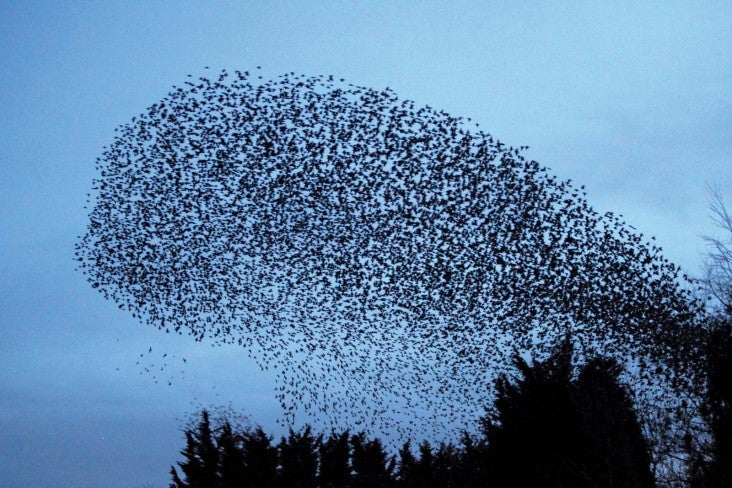 Flock of starling birds in sky