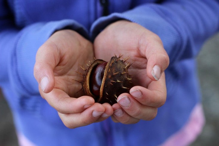 Person holding conker nut in hands