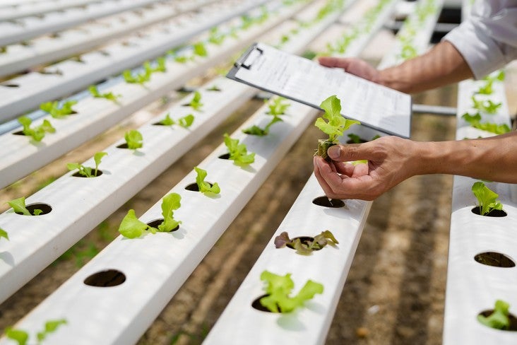 Hydroponic lettuce harvest