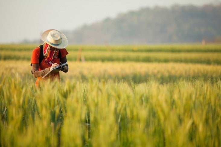 Person making notes in a field of barley