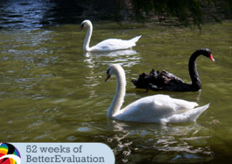 swans swimming