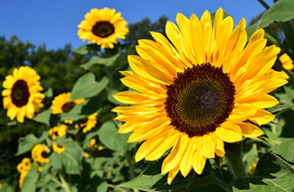 Several sunflowers with one close up